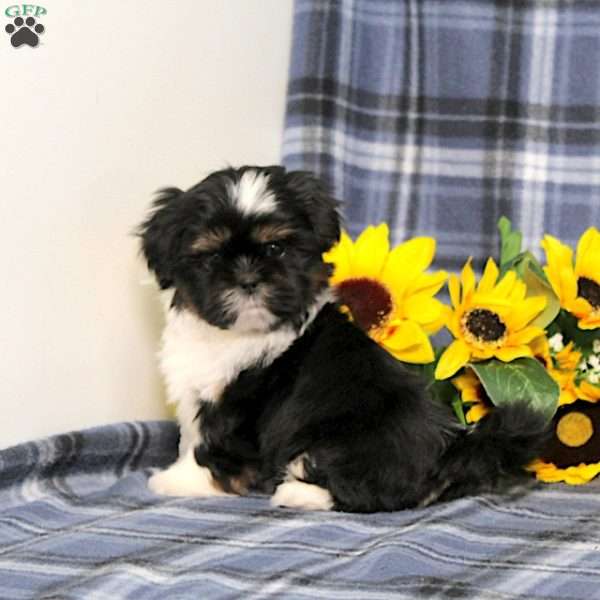 Buster, Shih Tzu Puppy
